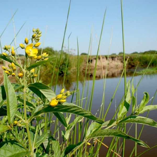 Support your local Rivers Trust